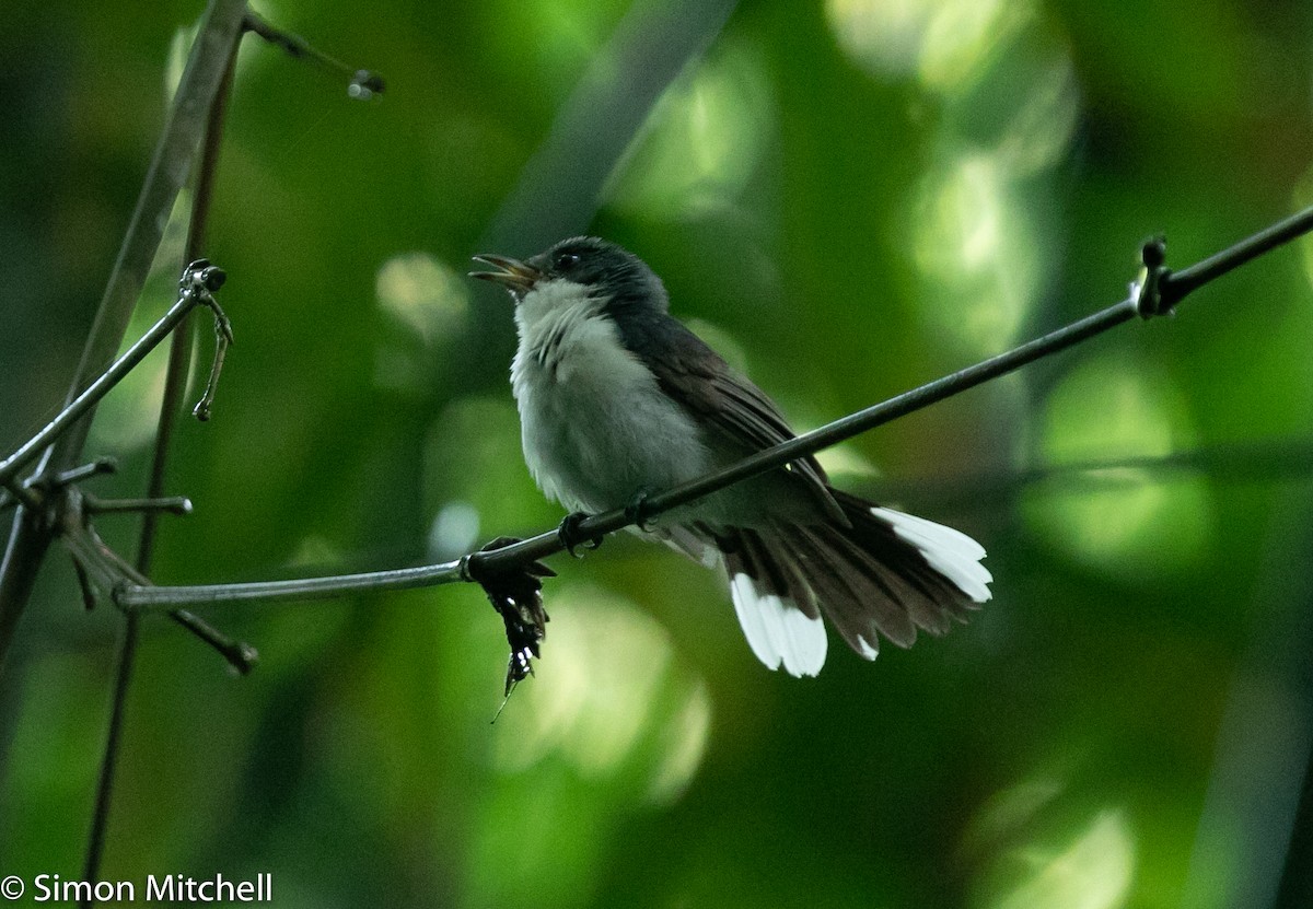 Black-chinned Monarch - Simon Mitchell