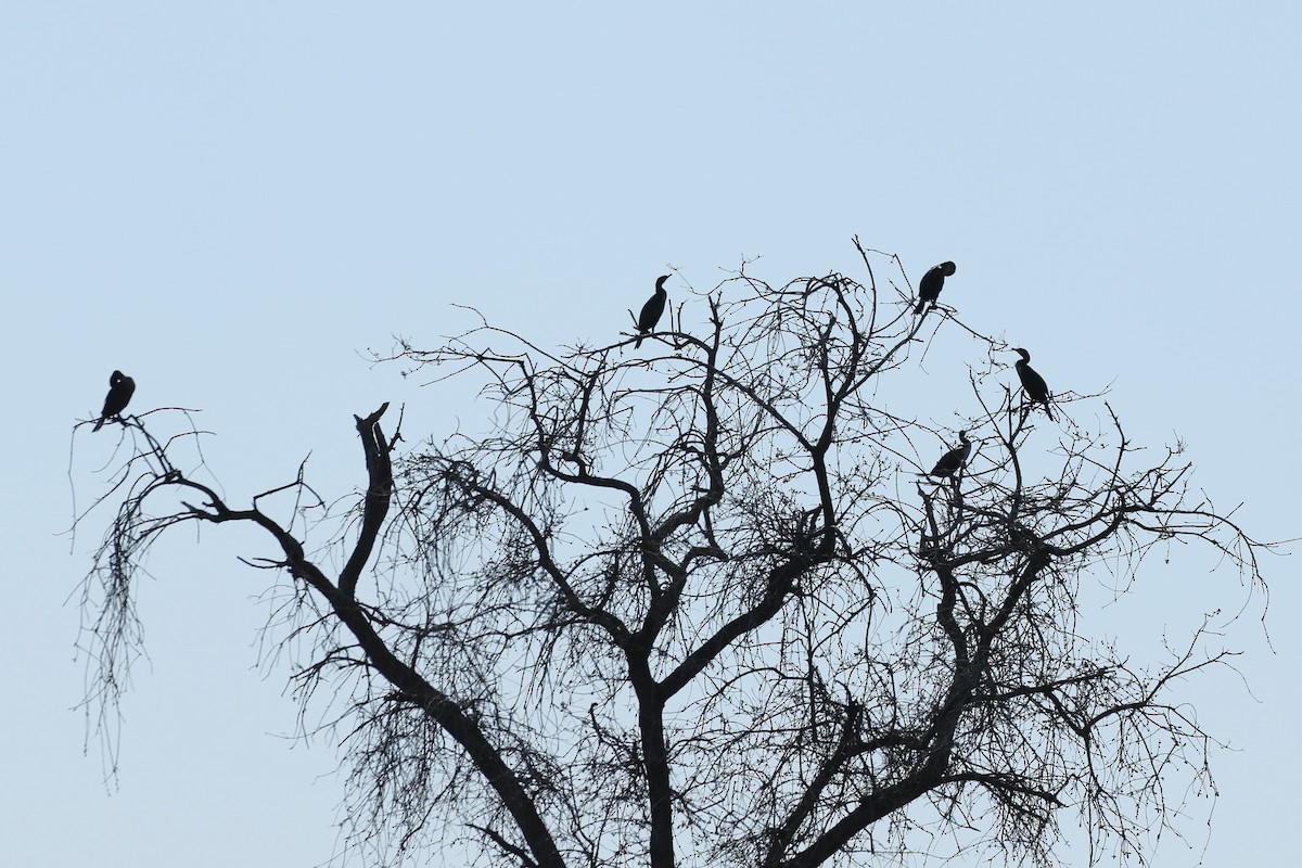 Double-crested Cormorant - Sandi Pensinger