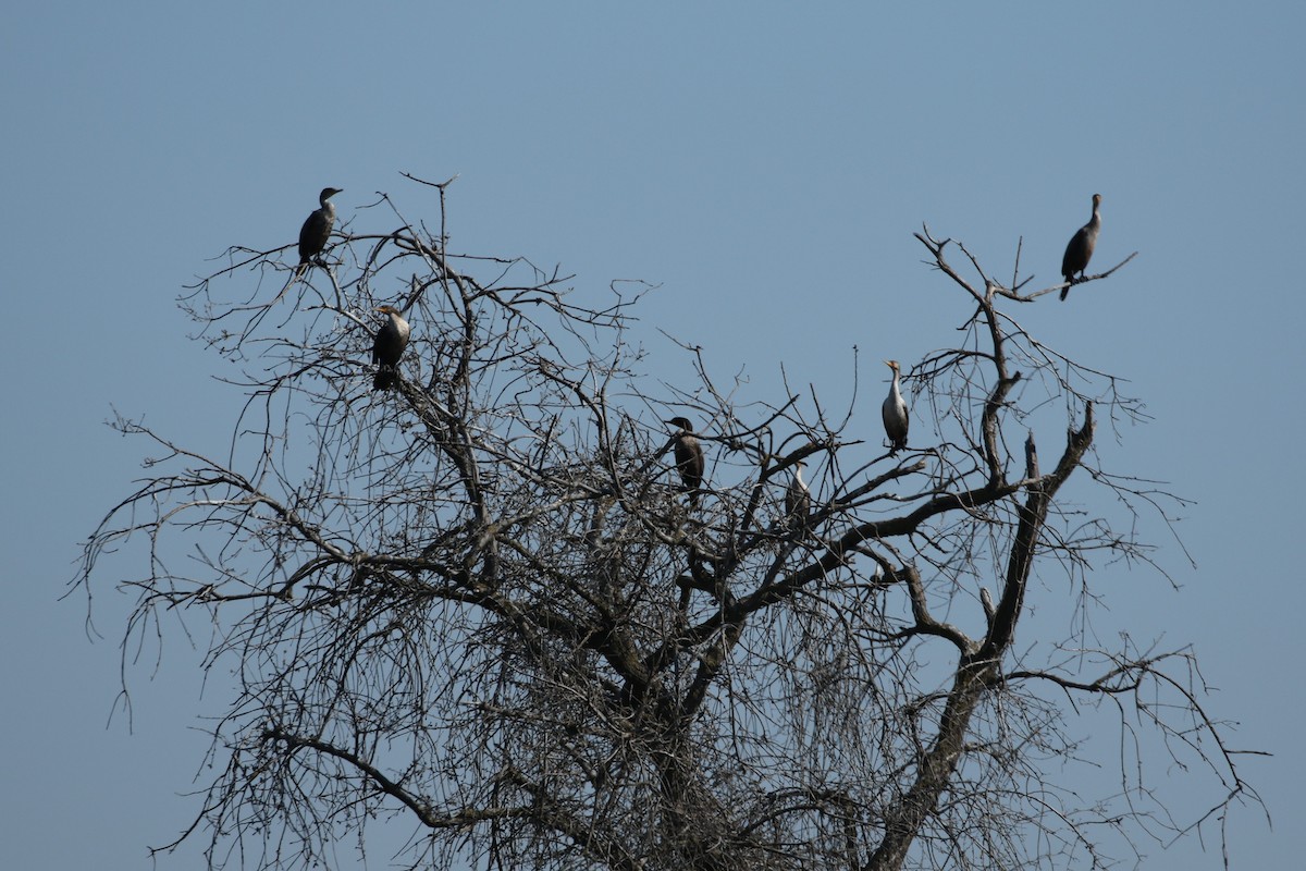 Double-crested Cormorant - Sandi Pensinger