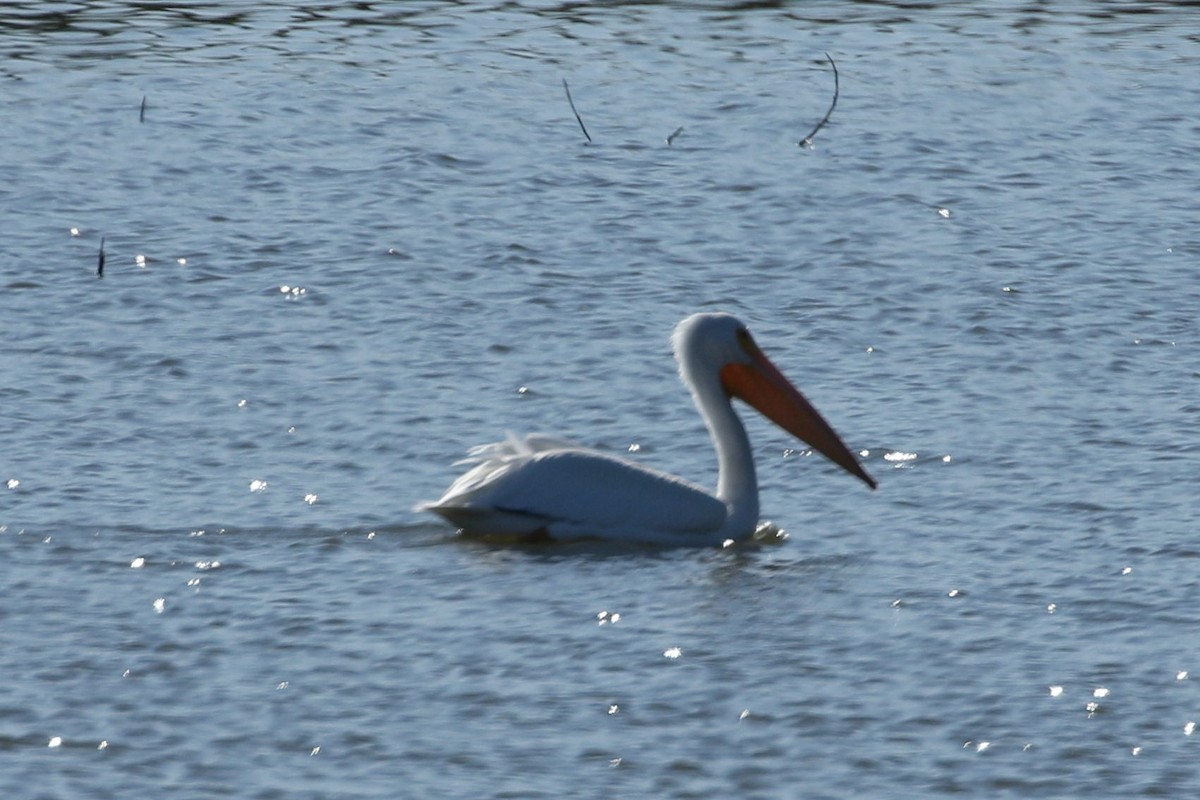 American White Pelican - ML213322901