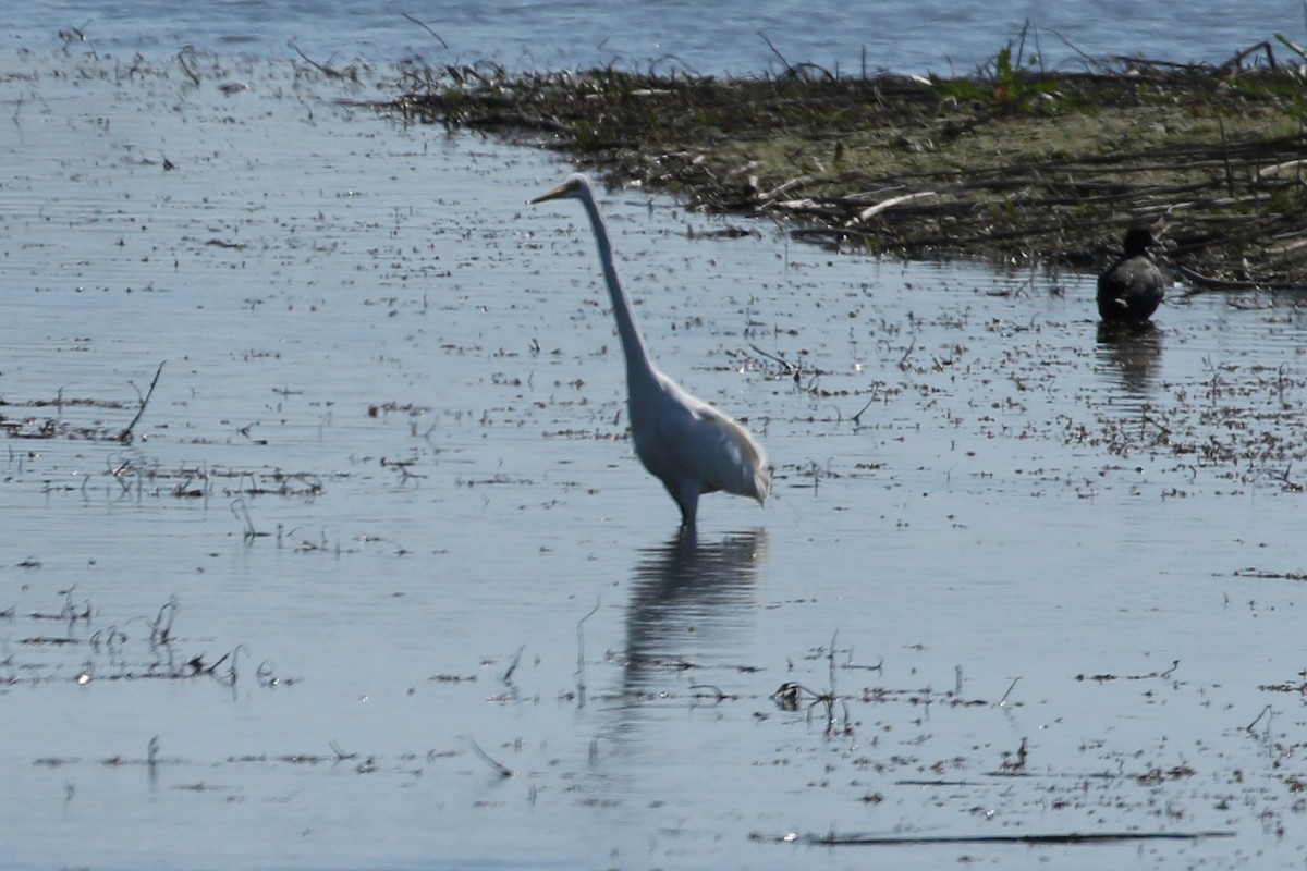 Great Egret - ML213322931