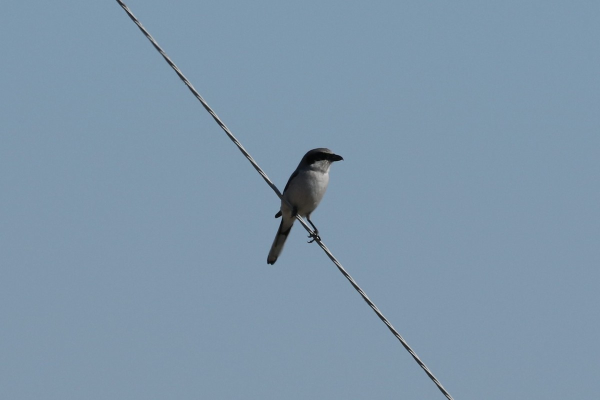 Loggerhead Shrike - ML213322961