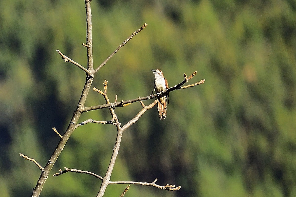 Banded Bay Cuckoo - ML213323421