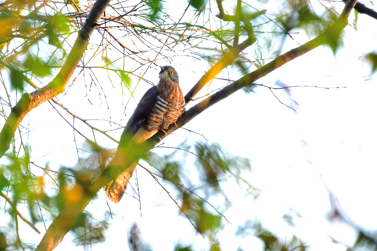 Large Hawk-Cuckoo - xiwen CHEN