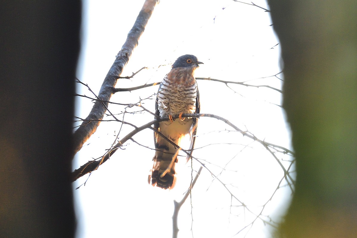 Large Hawk-Cuckoo - ML213323461