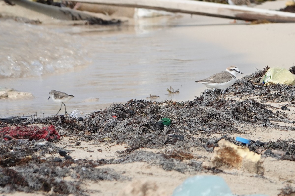 Little Stint - ML213323471