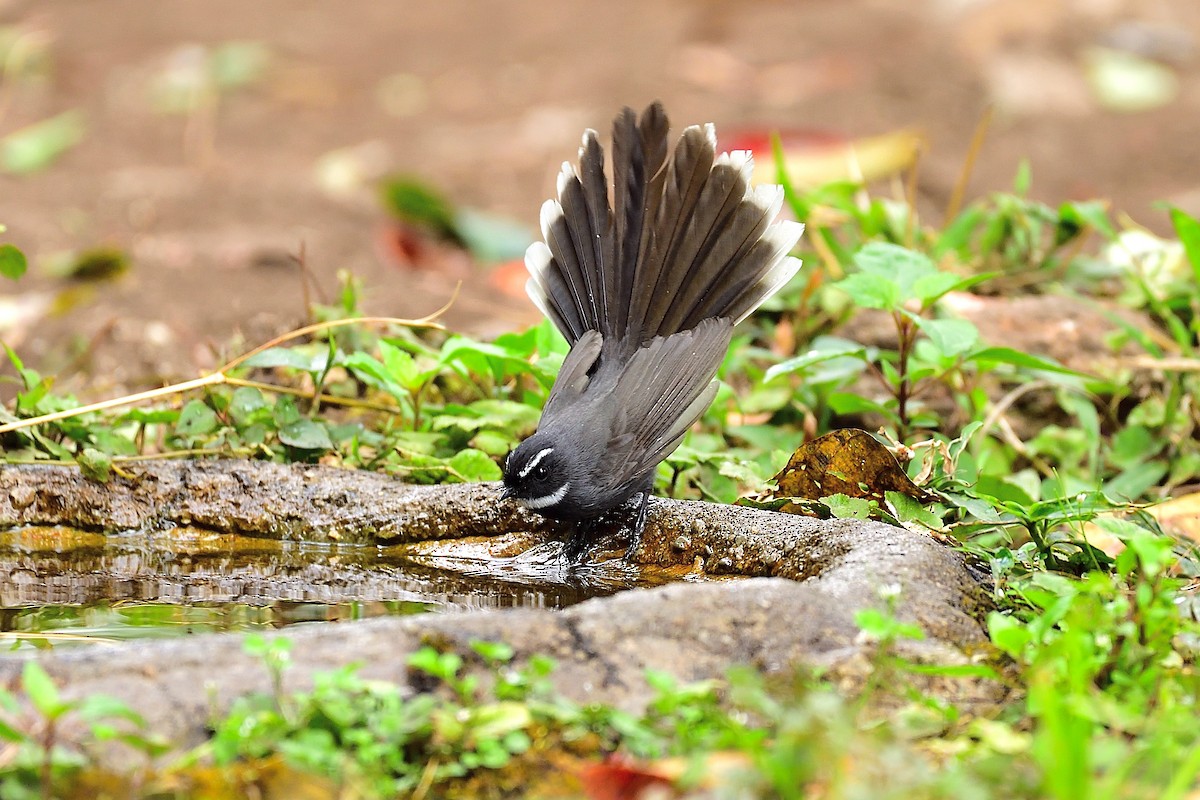 White-throated Fantail - ML213323831