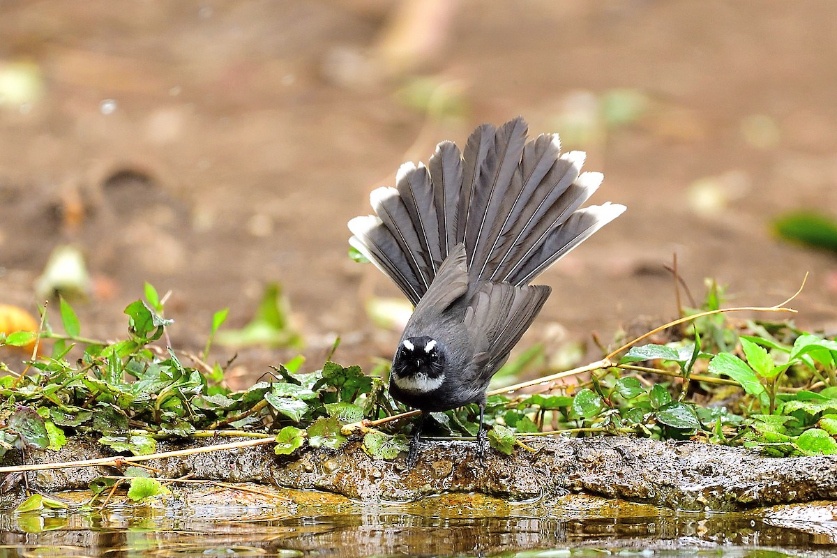 White-throated Fantail - ML213323841