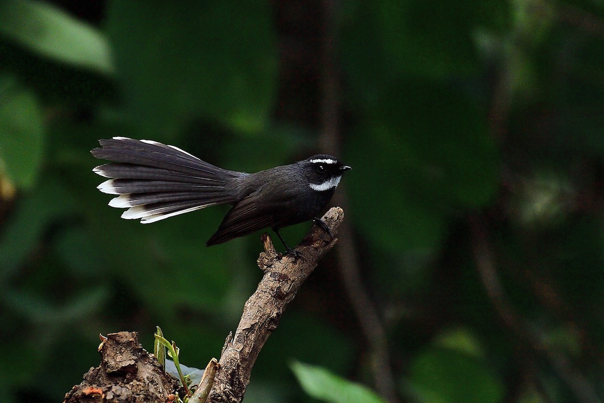 White-throated Fantail - ML213323851
