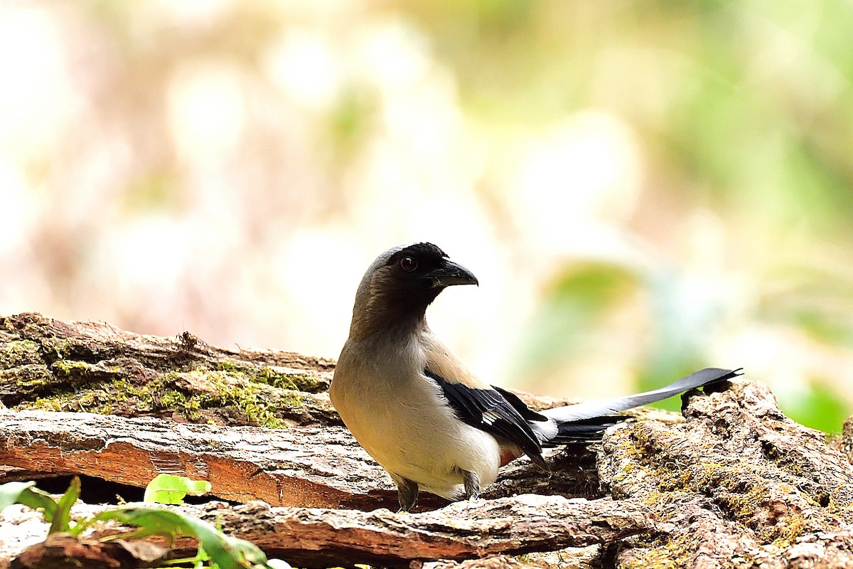 Gray Treepie - ML213324051