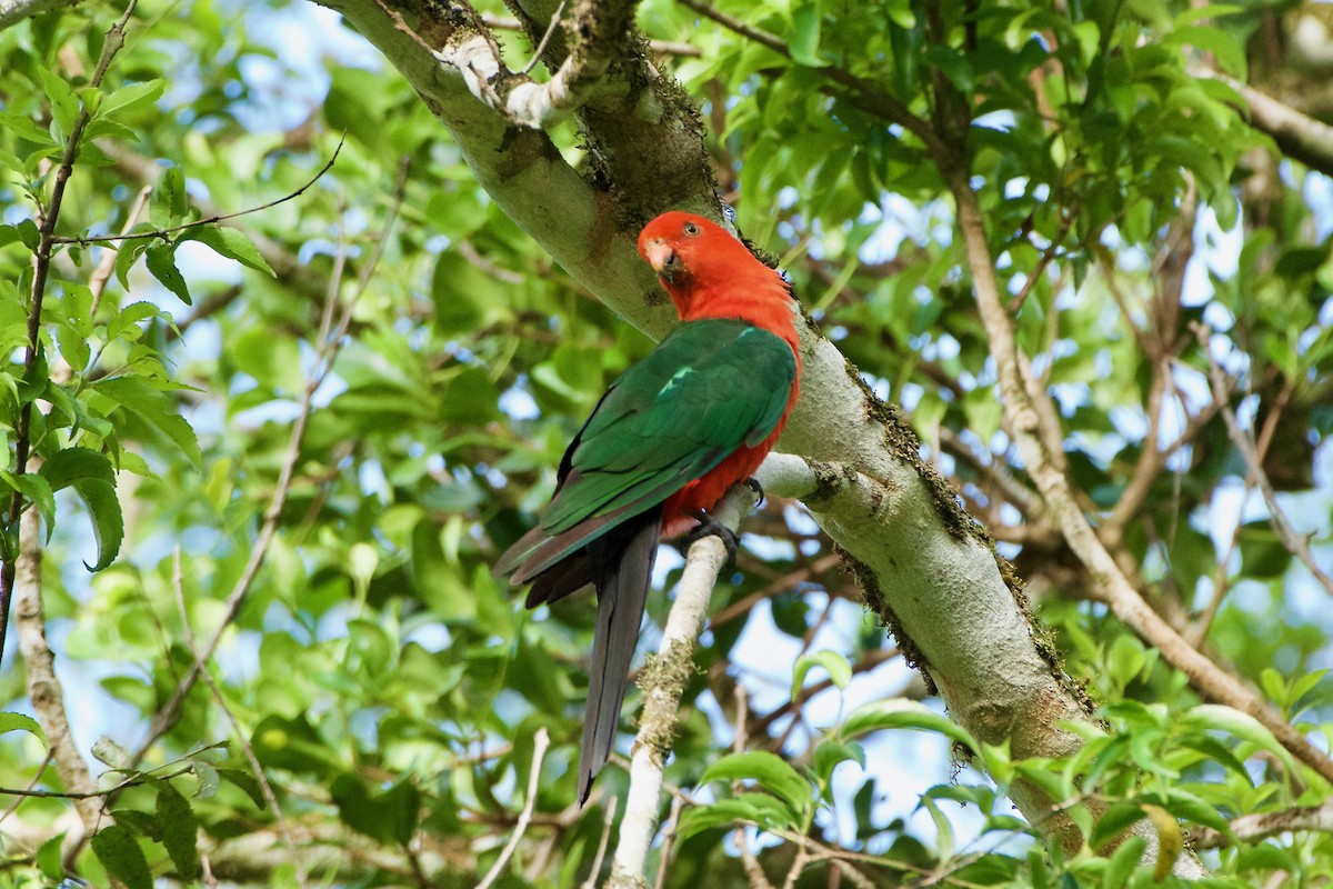 Australian King-Parrot - ML213324231
