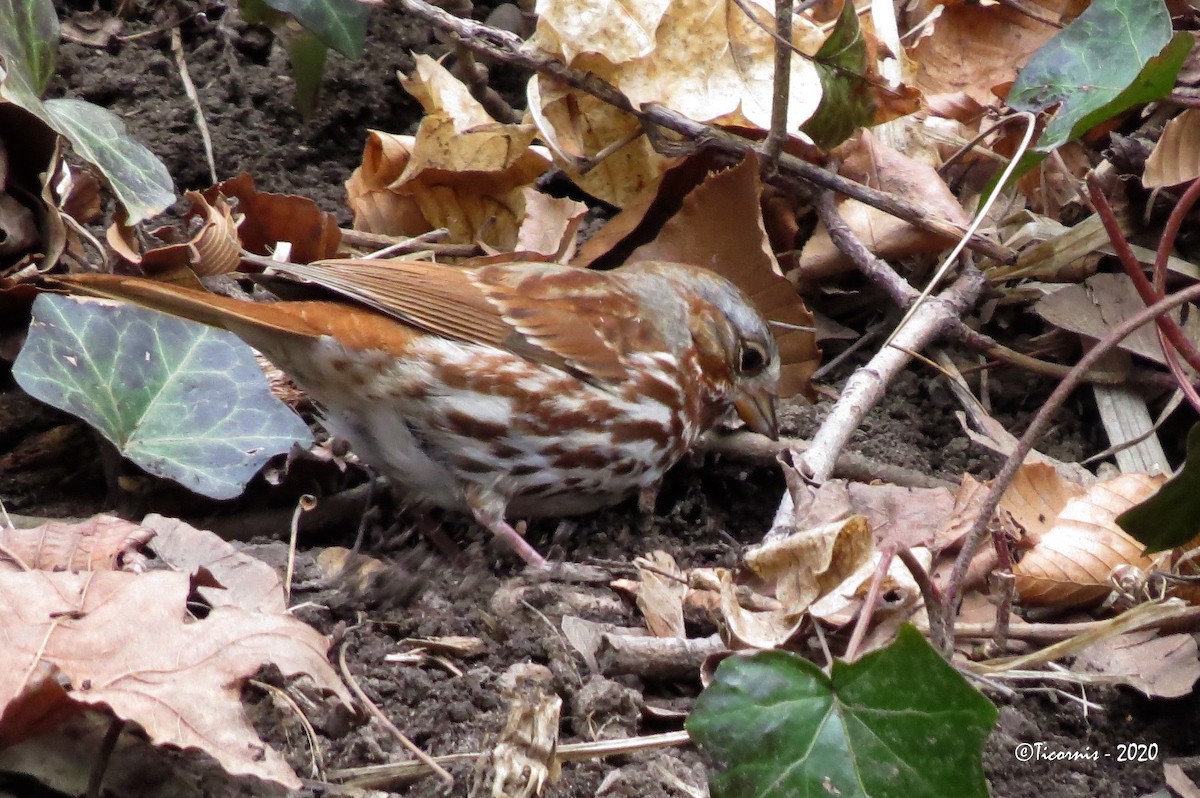 Fox Sparrow (Red) - ML213326031