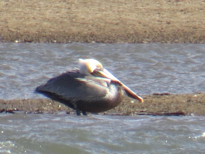 pelikán hnědý - ML21332761