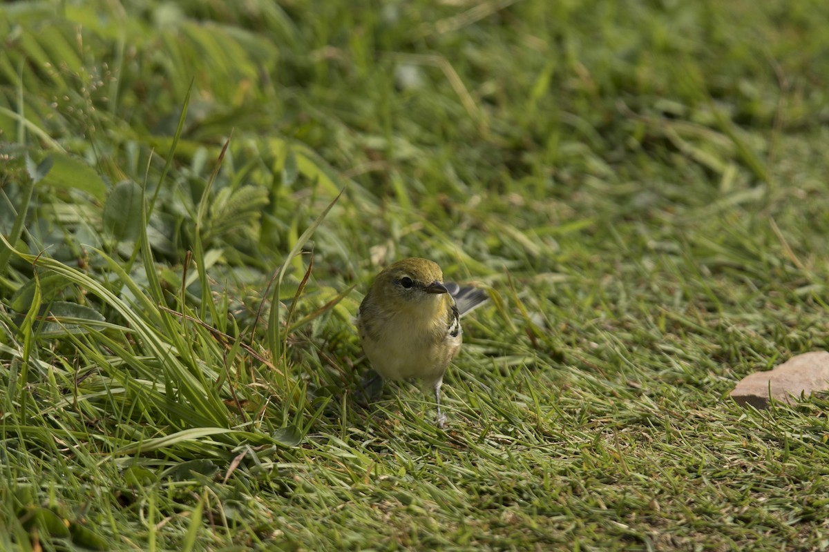 Bay-breasted Warbler - ML213327881