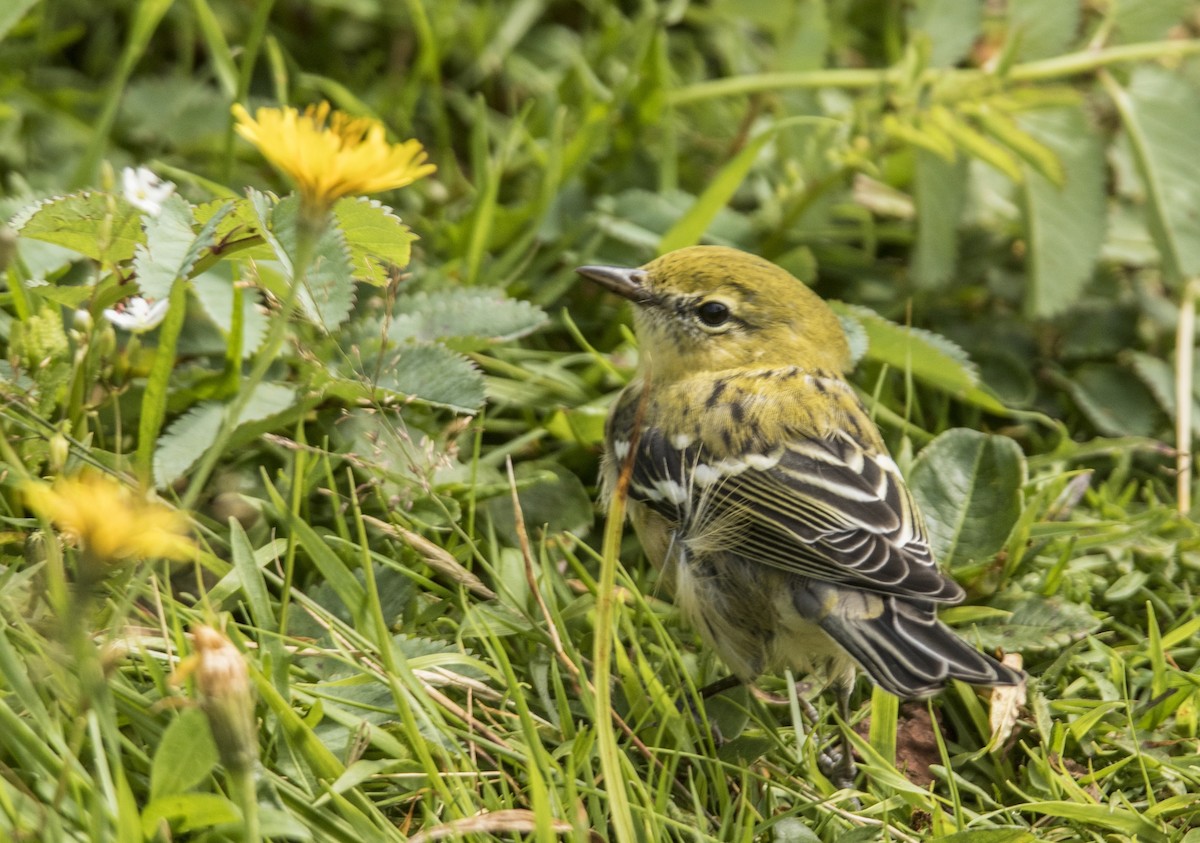 Bay-breasted Warbler - ML213327911