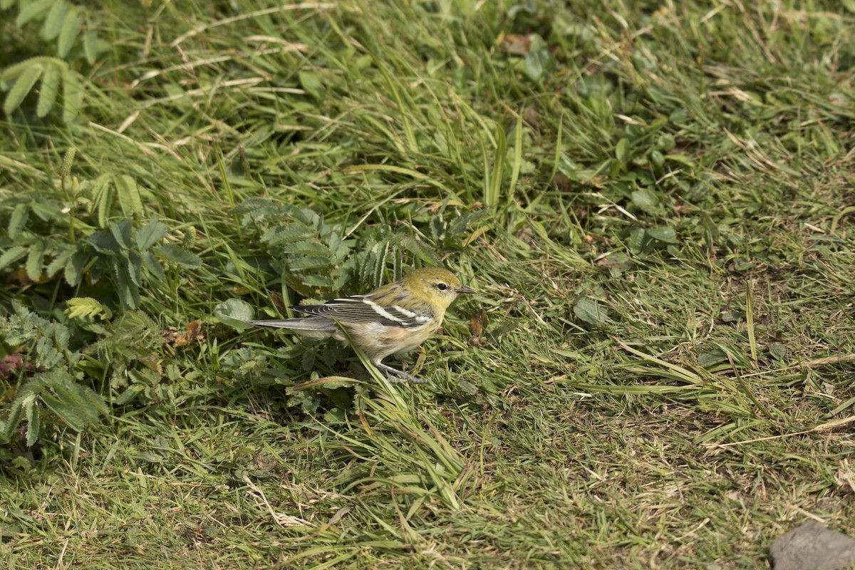 Bay-breasted Warbler - ML213327931