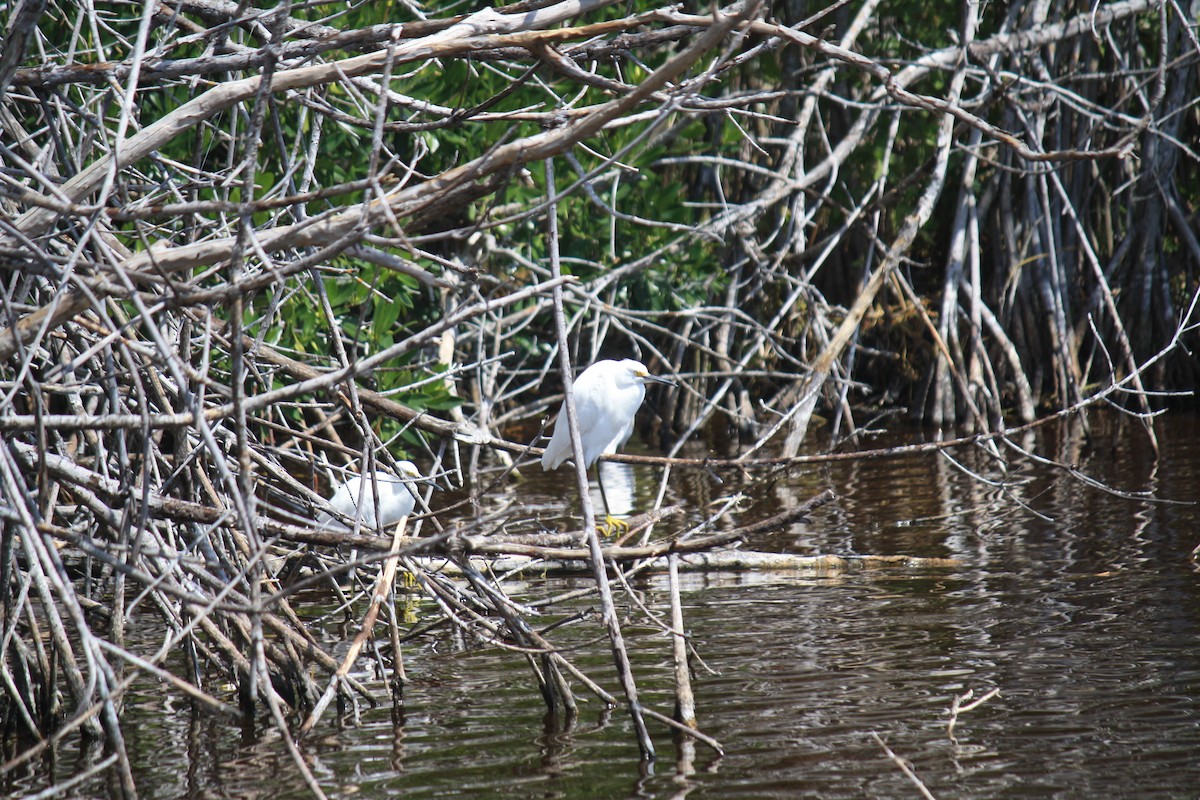 Snowy Egret - ML213329301