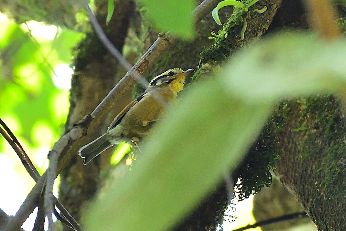 Rufous-winged Fulvetta - ML213329431