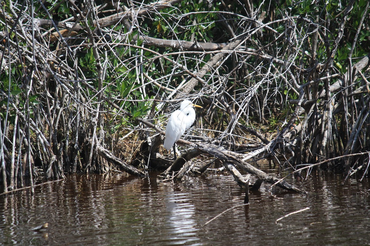 Great Egret - ML213329571