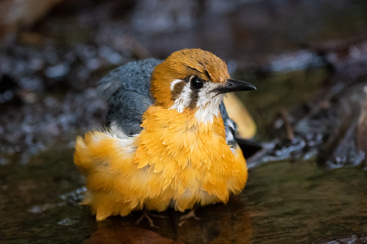 Orange-headed Thrush (White-throated) - Charles Thomas
