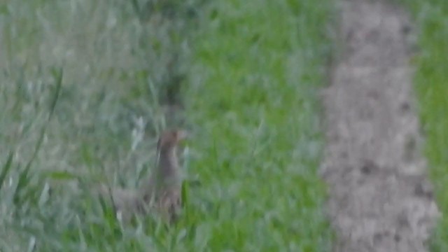 Gray Partridge - ML213332521