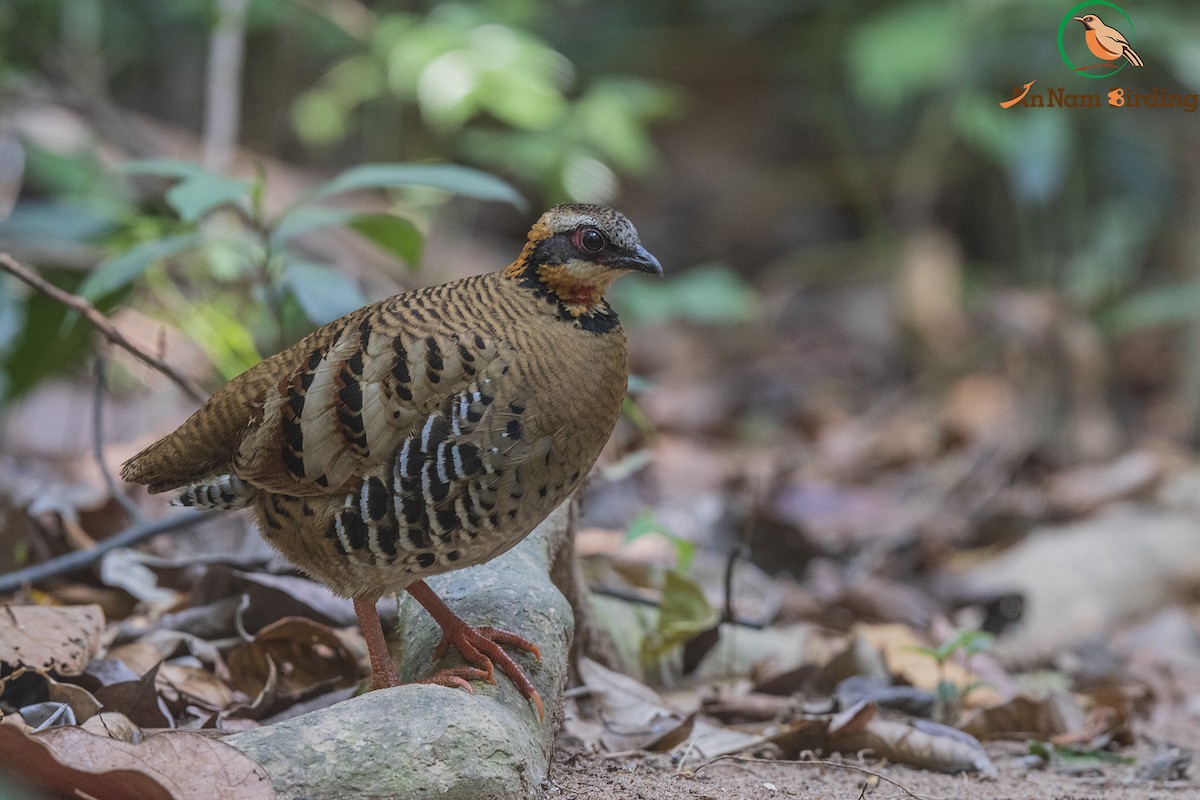 Orange-necked Partridge - Dinh Thinh