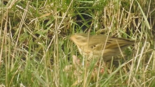 Olive-backed Pipit - ML213333201