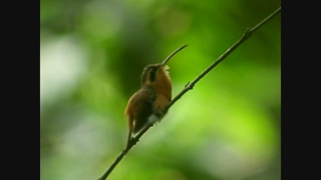 kolibřík malý - ML213333221