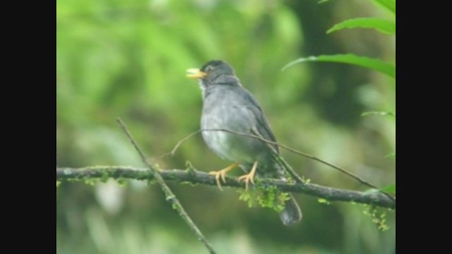 Andean Slaty Thrush - ML213333481