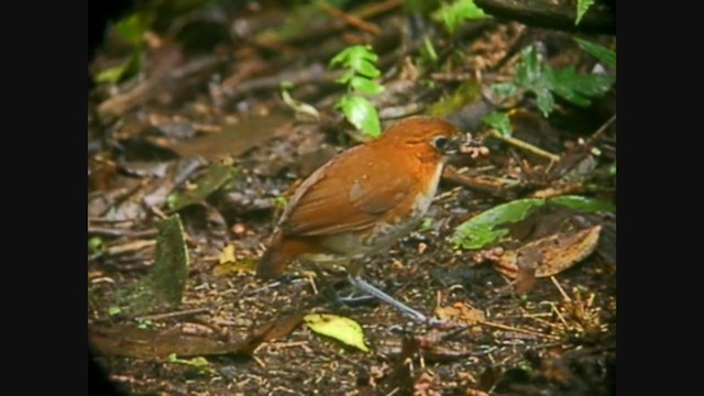 White-bellied Antpitta - ML213333851