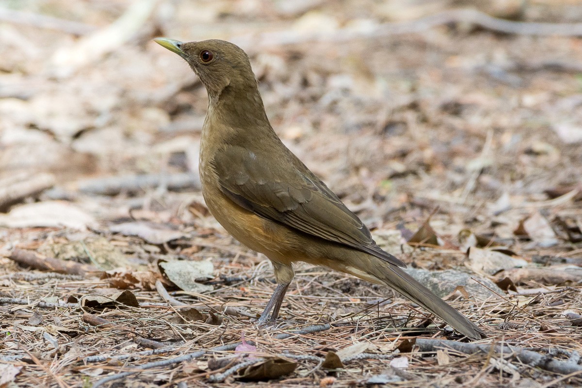 Clay-colored Thrush - ML213334641