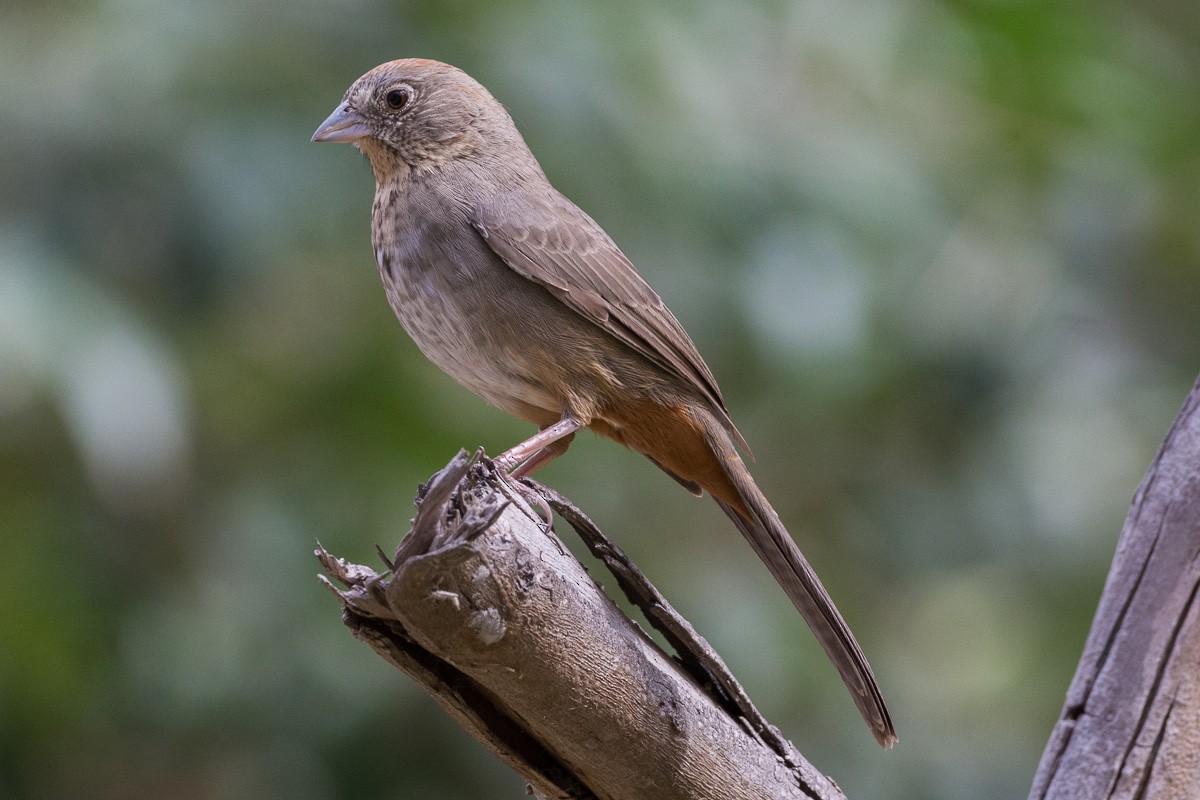 Canyon Towhee - Juan Miguel Artigas Azas