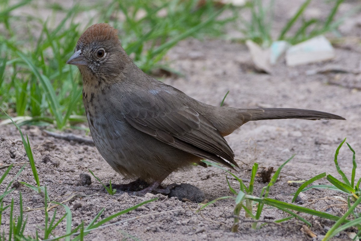 Canyon Towhee - ML213334851