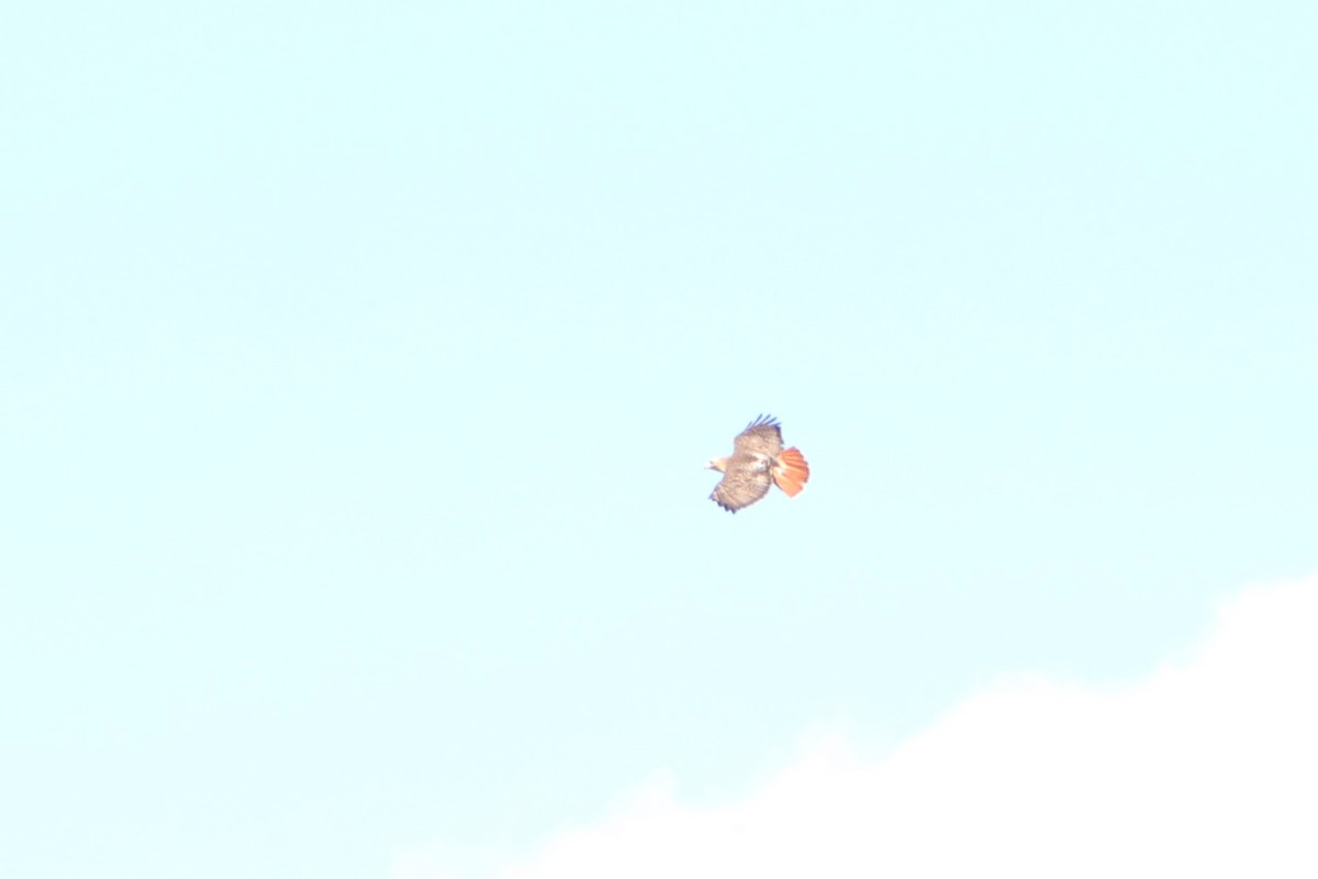 Red-tailed Hawk (borealis) - ML213338531