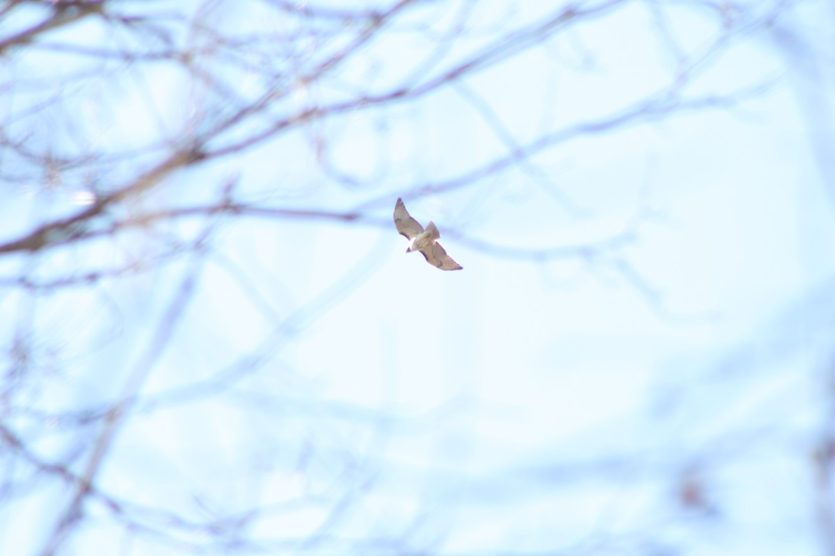 Red-tailed Hawk (borealis) - ML213338541
