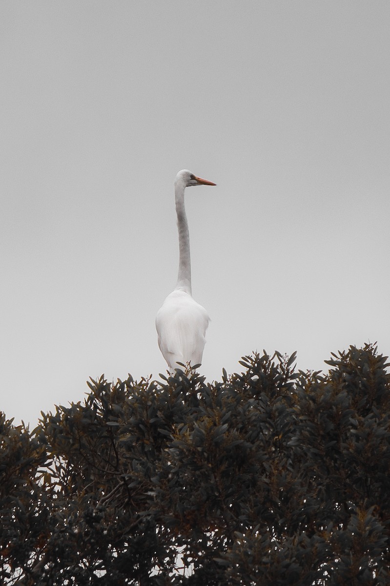 Great Egret - Juan Rodolfo Lillo