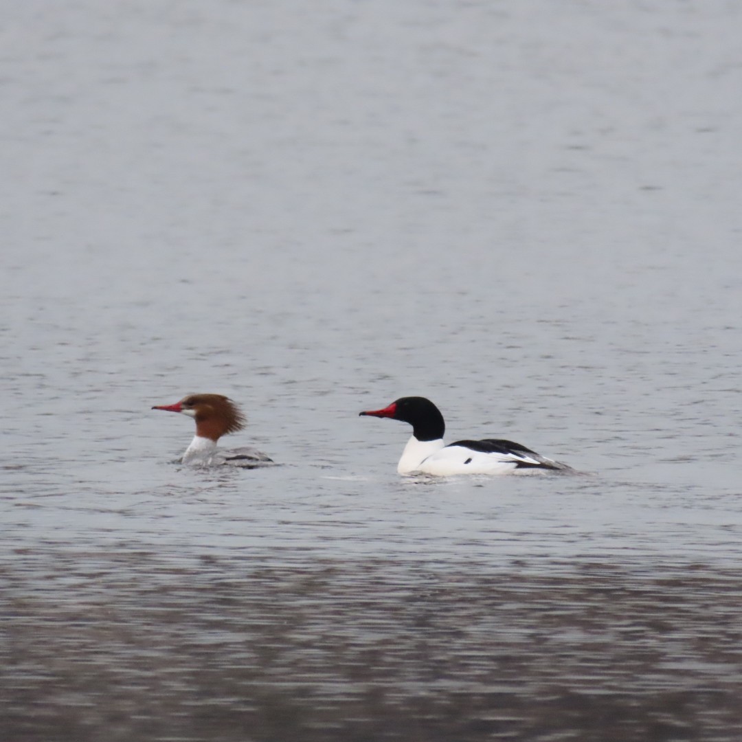 Common Merganser - ML213339371