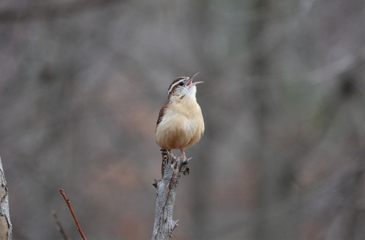 Carolina Wren - ML213340761