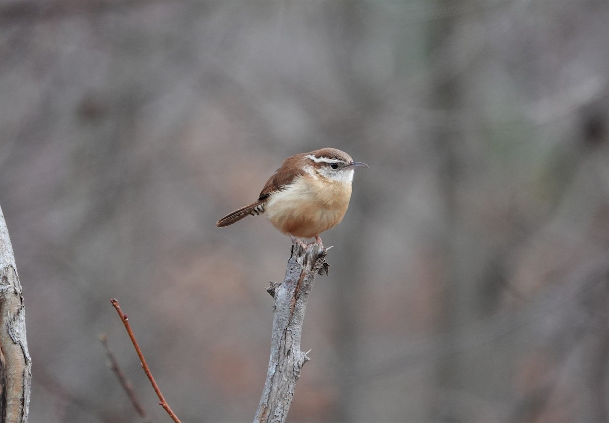 Carolina Wren - ML213340781
