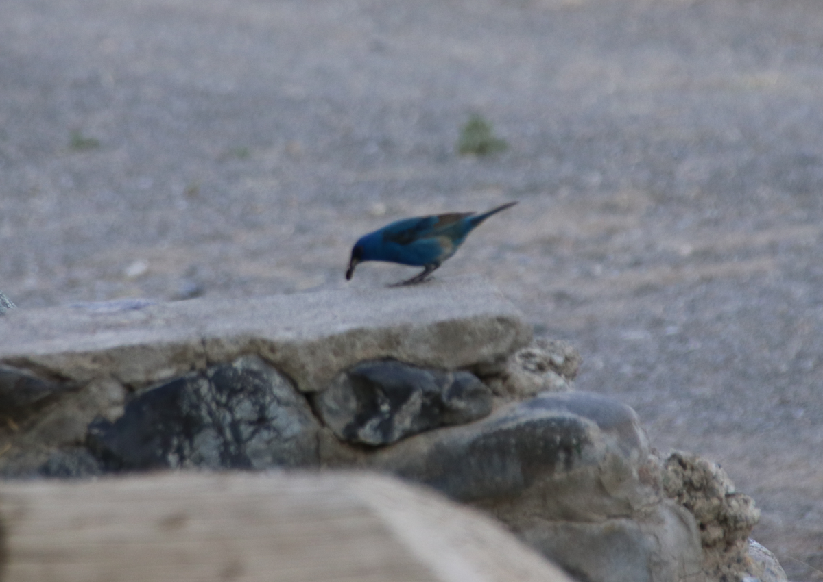 papežík indigový - ML213341011