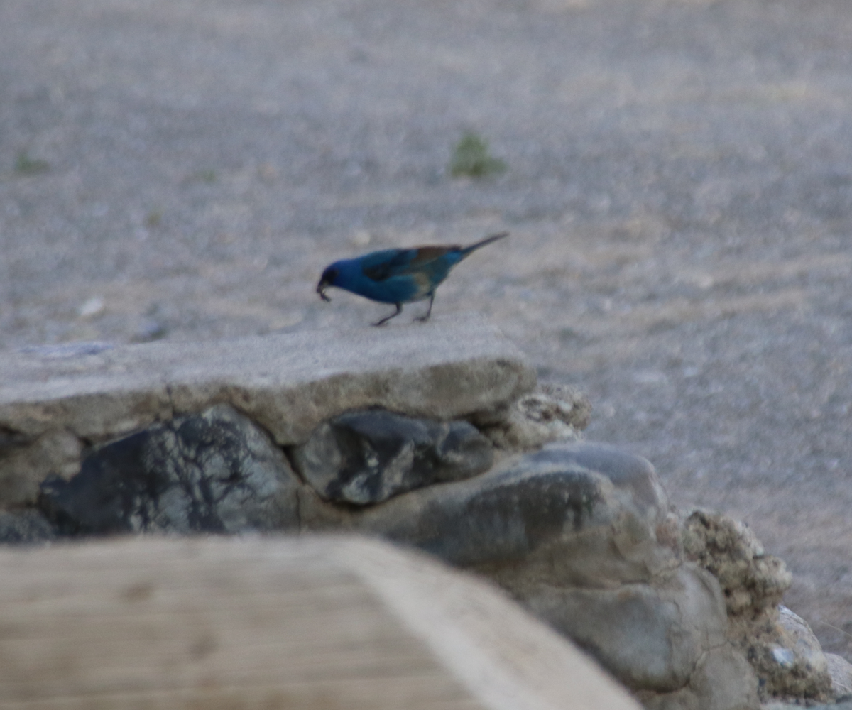Indigo Bunting - Conor McCune