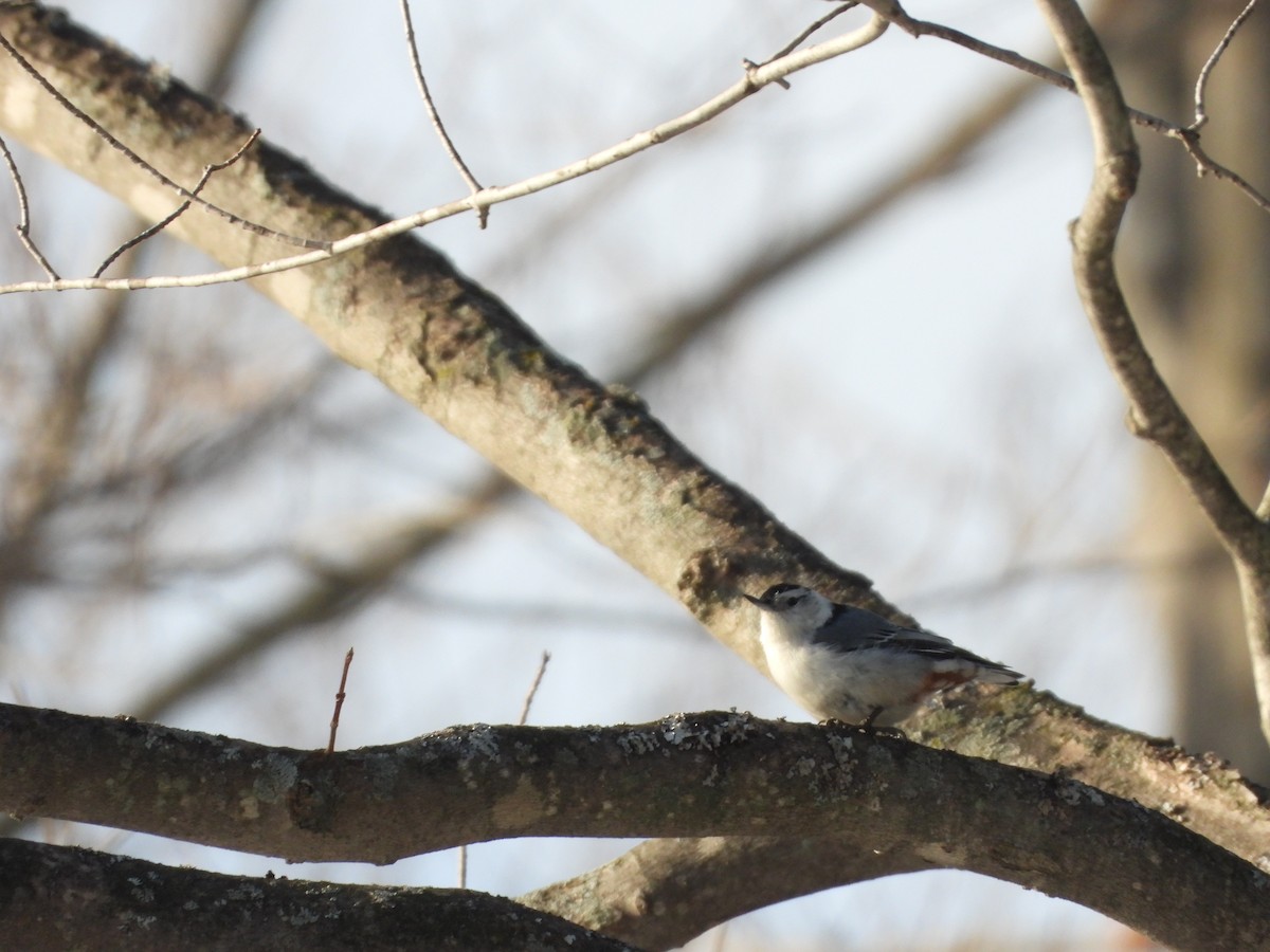 White-breasted Nuthatch - ML213342171
