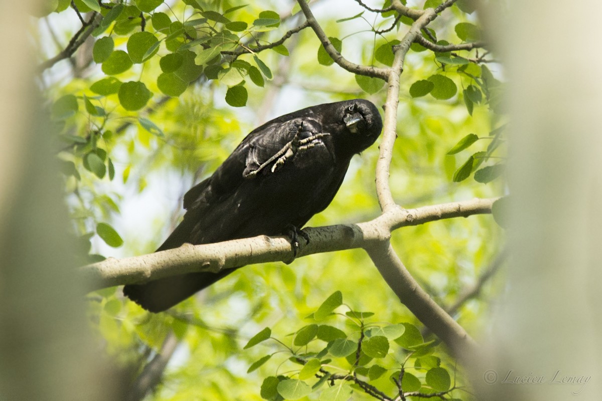 American Crow - ML213342991