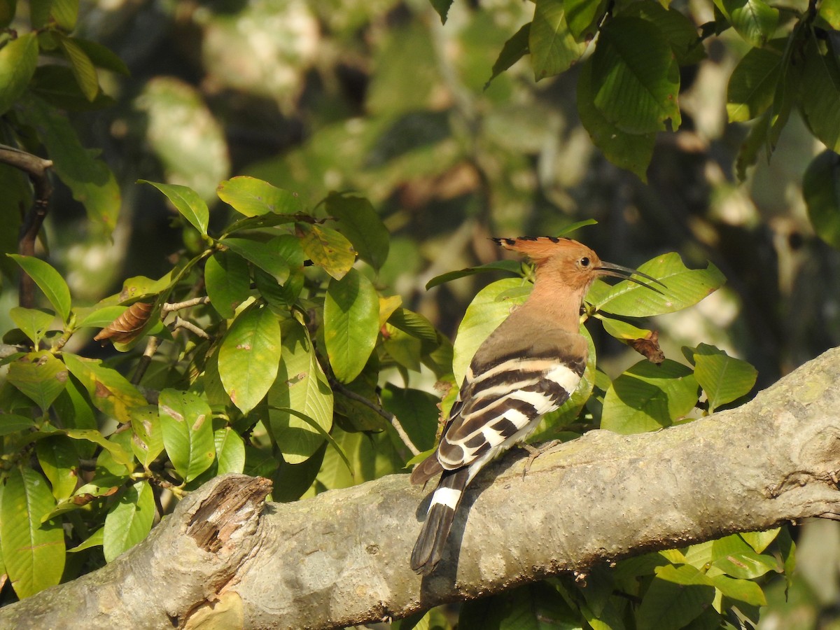 Eurasian Hoopoe - ML213343161