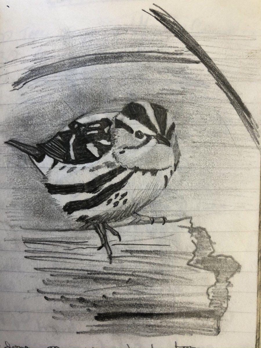 Black-and-white Warbler - Paul Salaman