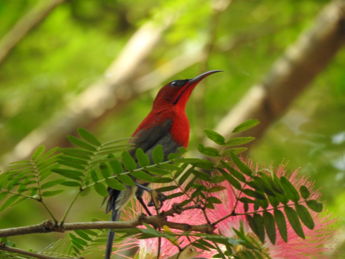 Crimson Sunbird - Ghanshyam Prasad Bhanware
