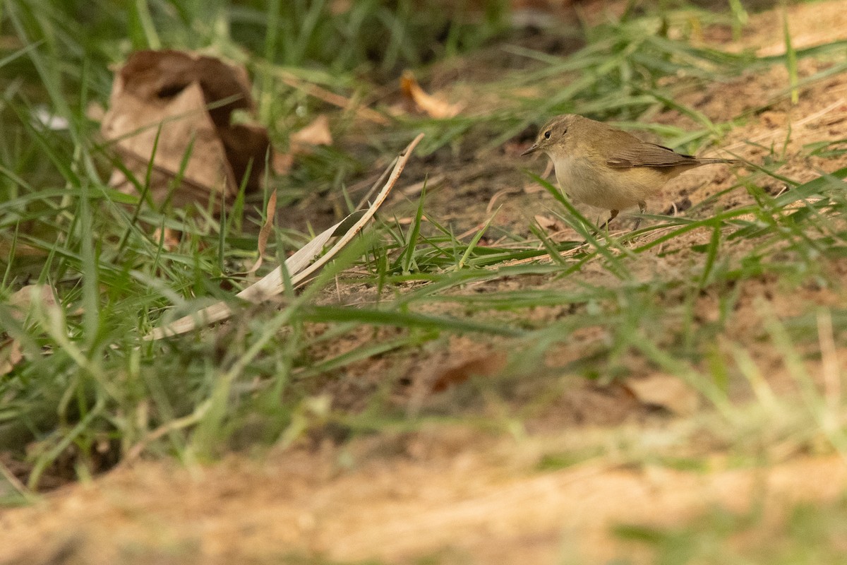 Common Chiffchaff (Common) - Frédéric Bacuez