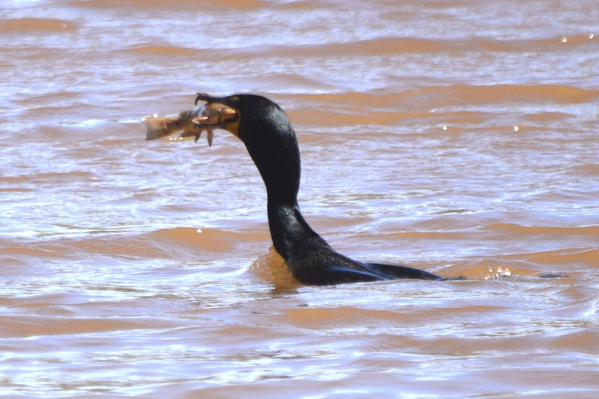 Double-crested Cormorant - ML213345311