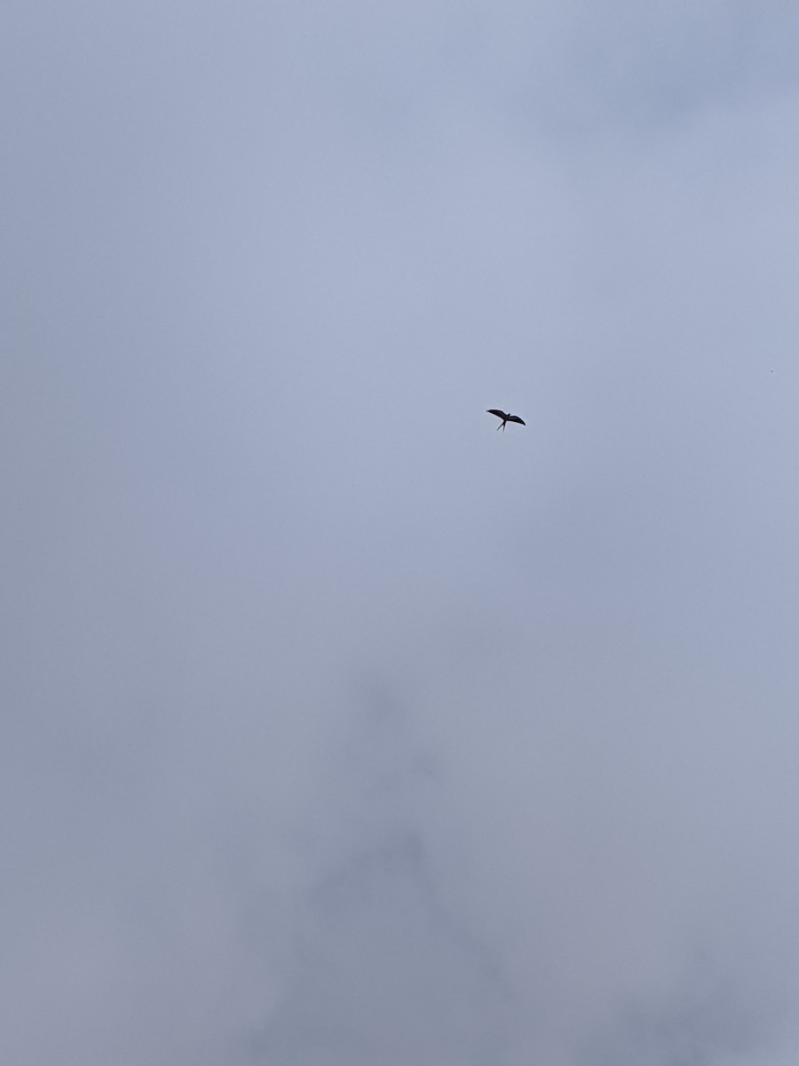 Swallow-tailed Kite - ML213345651