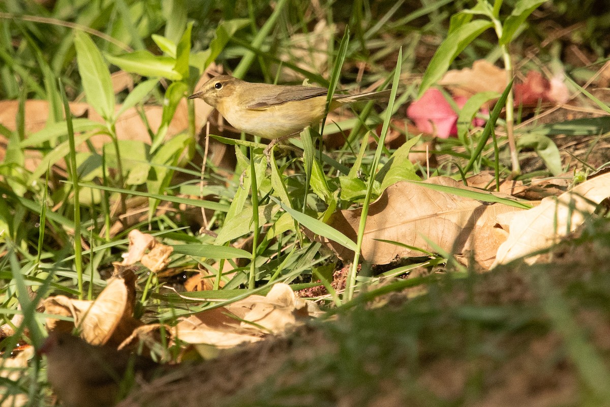 Common Chiffchaff (Common) - ML213345761